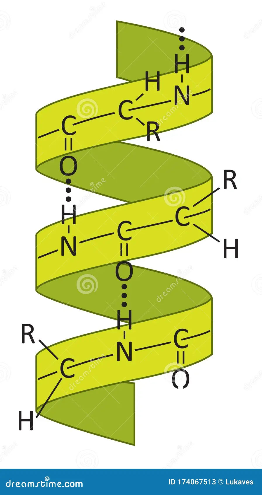 <p>When the polypeptide chain folds into a helix because of hydrogen bonds between amino acids</p>