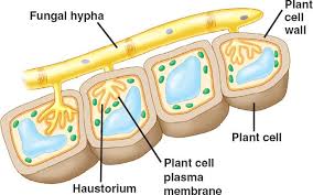 <p>haustoria </p>