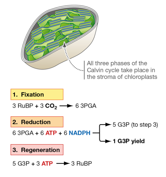 <p>C3 Pathway</p>
