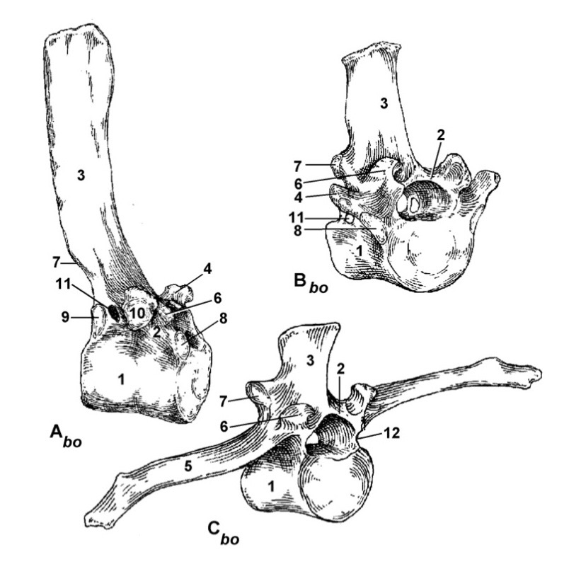 <p>Type the latin name of the part in 1.</p>