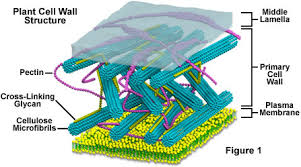 <p>Explain how the arrangement of cellulose molecules in plant cell walls relates to their functions.</p>