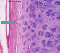 <p>identify the cell</p>