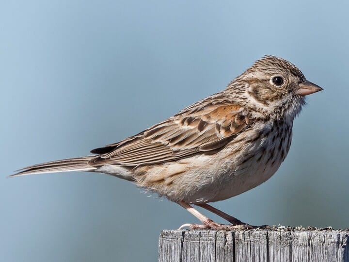 <p>vesper sparrow </p><p>all streaky <br>no distinct buff/chestnut/etc <br>very thin white eyering</p>