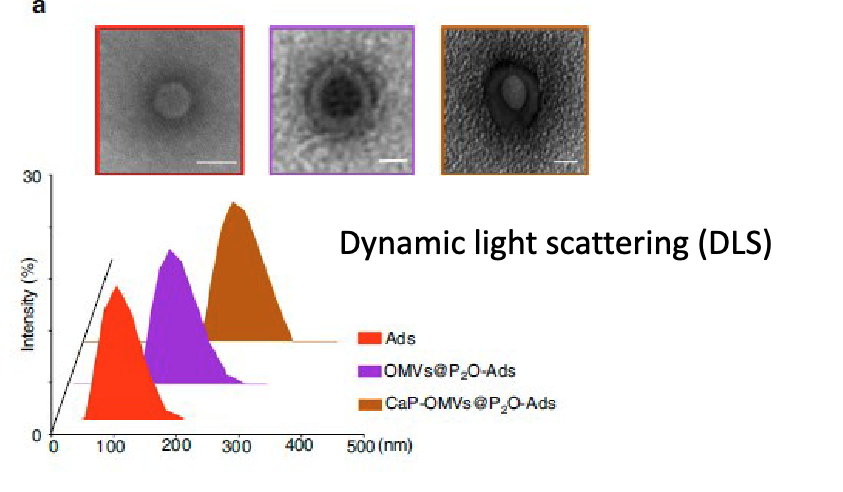 <ul><li><p>transmission electron microscopy</p></li><li><p>dynamic light scattering (DLS(</p></li><li><p>found the CaP mineralization produces larger homogenous particles</p></li></ul><p></p>