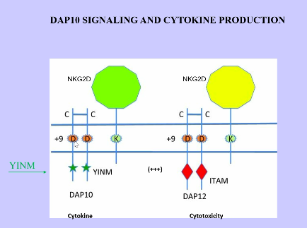 <ol><li><p>Inhibitory receptors that recognize MHC class 1 on healthy cells </p><ul><li><p>contain ITIMs, which allows for the recruitment of phosphatases (SHP1 or SHIP), which then inhibit tyrosine phosphorylation (especially associated with ITAMs) </p></li></ul></li><li><p>Activating Receptors recruit adaptor molecules (DAP12) as ITAMs, which can then be phosphorylated, recruiting T and B cell master kinases (SYK or ZAP70), leading to downstream activation </p><ul><li><p>recognize stress-induced ligands on virally infected cells = provides activating signals </p></li></ul></li><li><p>NK Cells - Cytokine Production</p><ul><li><p>different receptor (not inhibitory or activating receptor), which associates with a slightly different adaptor (DAP10), which contains a different cytosolic domain (not ITAM or ITIM), which activates cytokines by recruiting PI3K (PI3 kinase) </p></li><li><p>similar receptors (not same), slightly different adaptors, and entirely different cytosolic domains = produces very different responses (cytotoxicity vs cytokine production) </p></li></ul></li></ol><p></p>