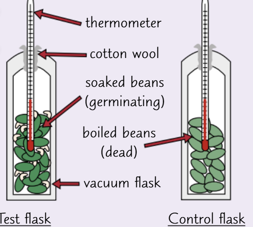 <ul><li><p>prepare two sets of beans the same way as the carbon dioxide experiment</p></li><li><p>add each set of beans to a vacuum flask, making sure there’s still air left in the flasks so the beans can respire aerobically</p></li><li><p>place a thermometer in each flask and secure the top with cotton wool</p></li><li><p>record the temperature of each flask daily for a week</p></li></ul><p>result: the beans are well insulated in the flasks, so the test flask’s temperature will increase as the germs respire, and the temperature of the control flask will stay the same because the beans weren’t respiring</p><p>control variables: the same starting temperature, the number of beans</p><p>independent variable: whether the seeds are alive or dead</p><p>dependent variable: the temperature of the test flasks</p><p></p>