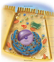 knowt flashcard image