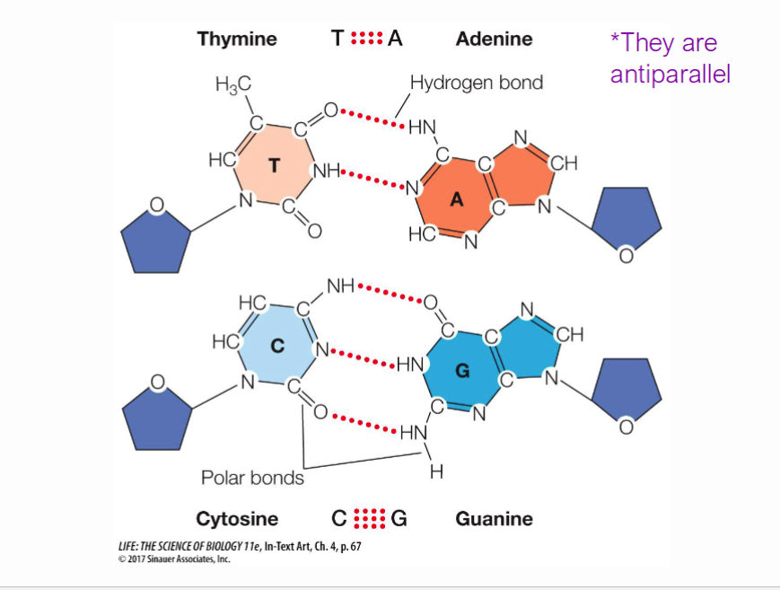 <p><span>The orientation of the two strands of DNA running in opposite directions (5' to 3' and 3' to 5').</span></p>