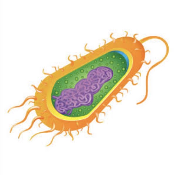 <ul><li><p>Prokaryotes</p></li></ul><p></p>