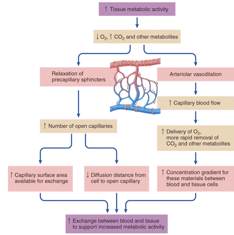 <p>decrease in O2 = decrease in pH (acidic)</p><p>increase in O2 = increased conc gradient</p>