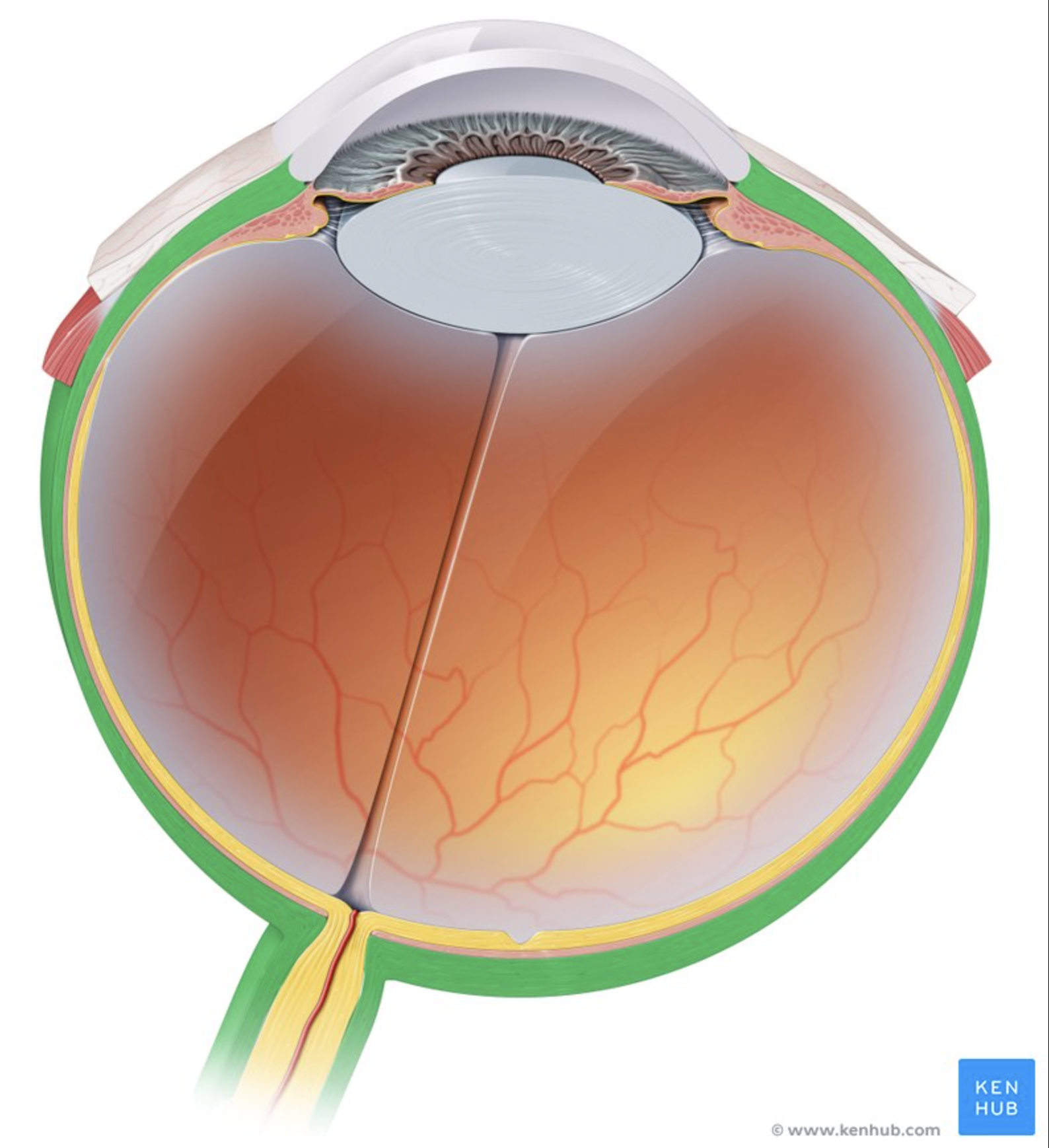 <p>Tough white outer layer.</p><p>Protects the eye.</p><p>(FIBROUS TUNIC)</p>