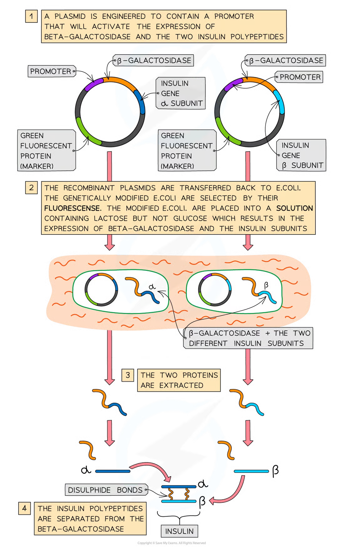 <p>region of dna that determines which gene will be expressed because its the site where rna polym binds in order to begin transcription (promoter =noncoding dna w specific function)</p>
