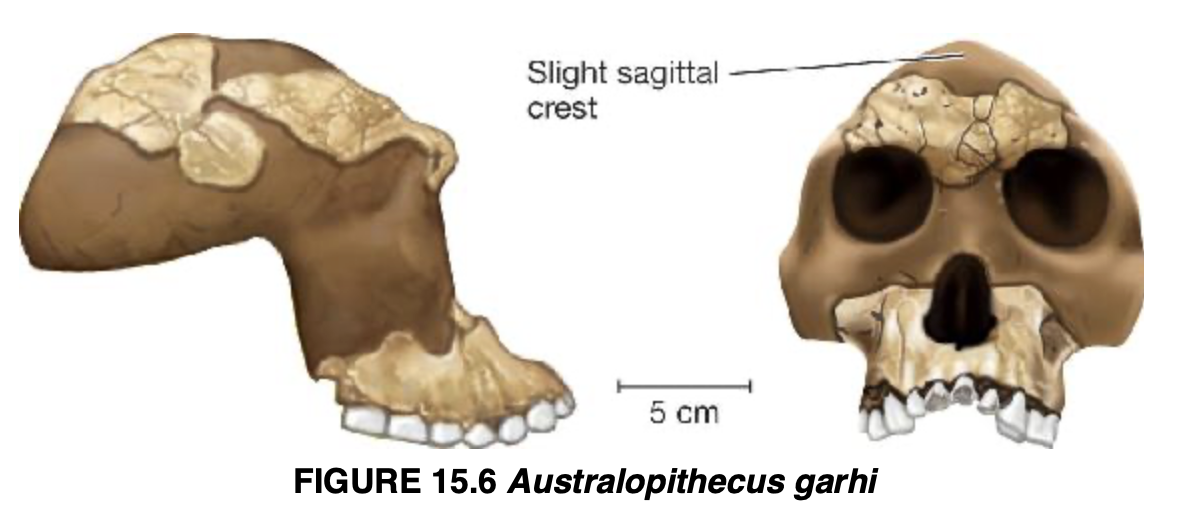 <p>Australopithecus garhi</p>