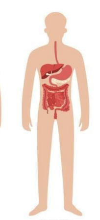 <p>which organ system is this?</p>
