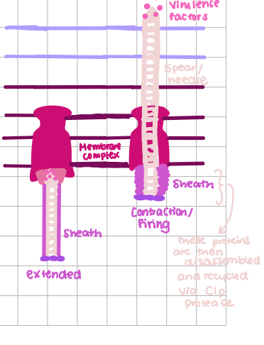 <p>phage-like, inject toxins into host, sheath contracts to push needle w/ virulence factors </p>
