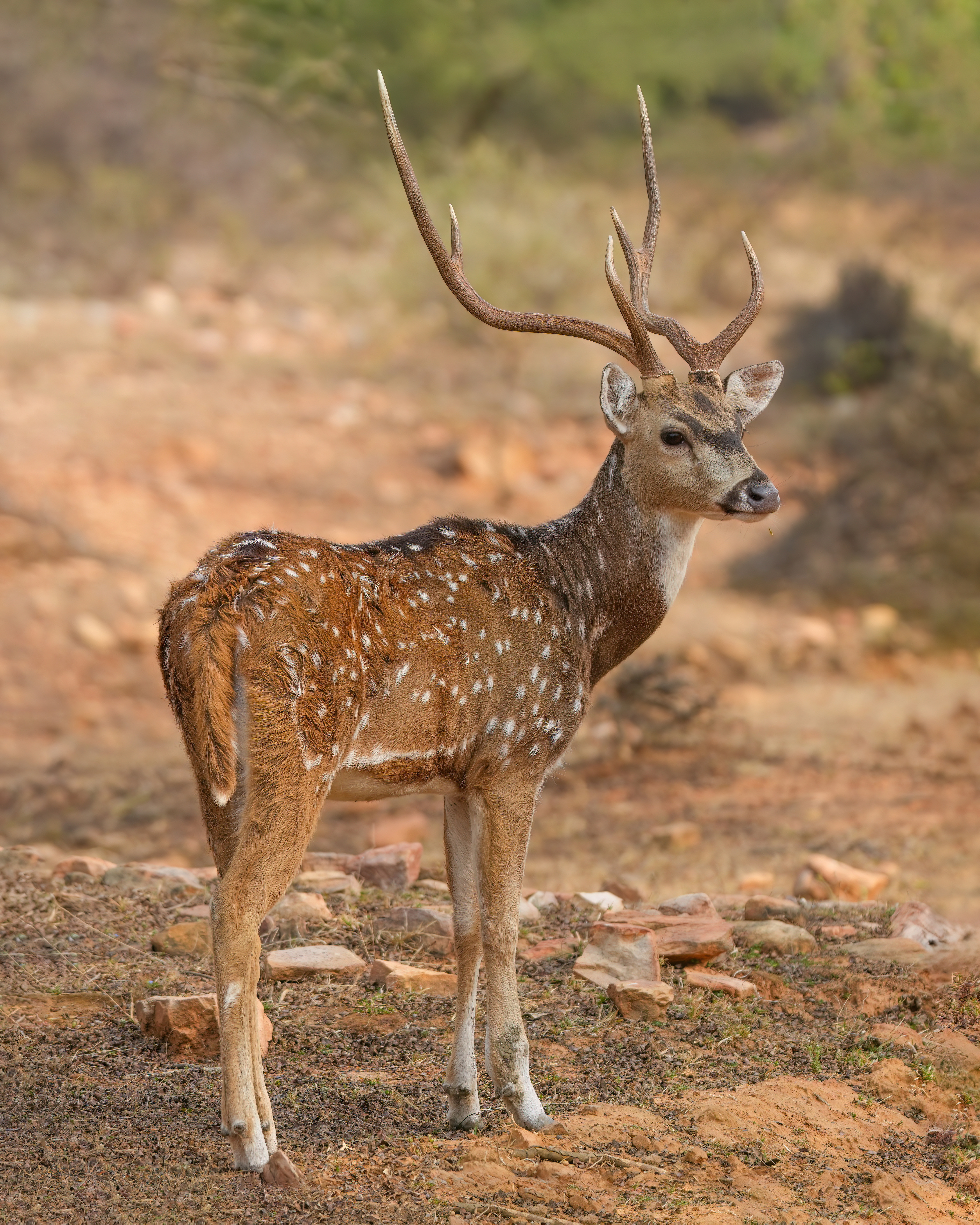 <ol><li><p>Chordata</p></li><li><p>Craniata</p></li><li><p>Mammalia</p></li><li><p>Theria</p></li><li><p>Eutheria</p></li><li><p>Artiodactyla</p></li><li><p>Mule deer</p></li><li><p>Odocoileus hemionus</p></li></ol><p></p>