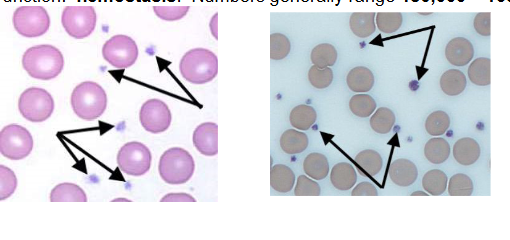 <p>Name the function (thrombocyte)</p>