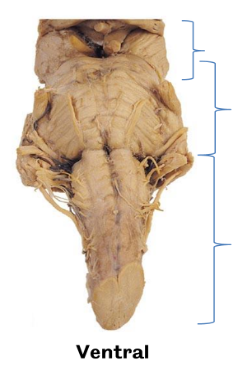 <p>What structure and view is this? Which landmarks are visible?</p>