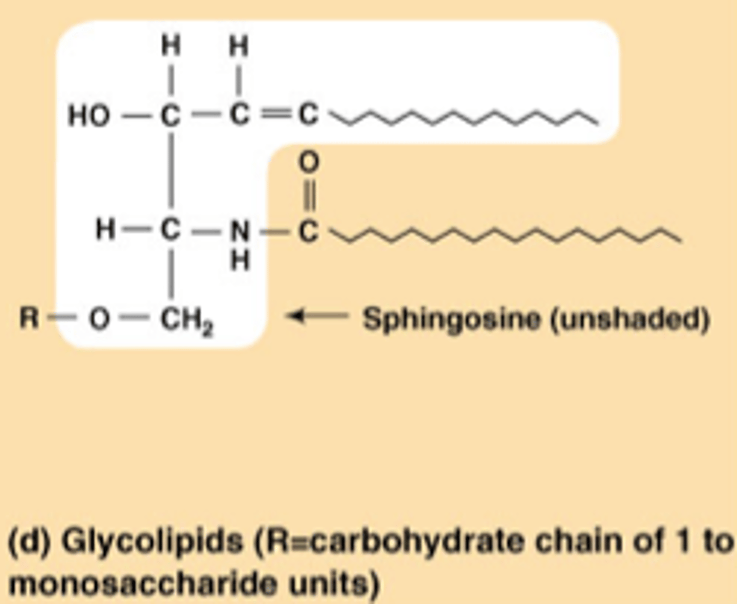 <p>• sphingolipids w/ head groups composed of sugars bonded by glycosidic linkages</p><p>-not phospholipids b/c they have no phosphodiester linkage</p><p>- found on the outer surface of the plasma membrane</p>