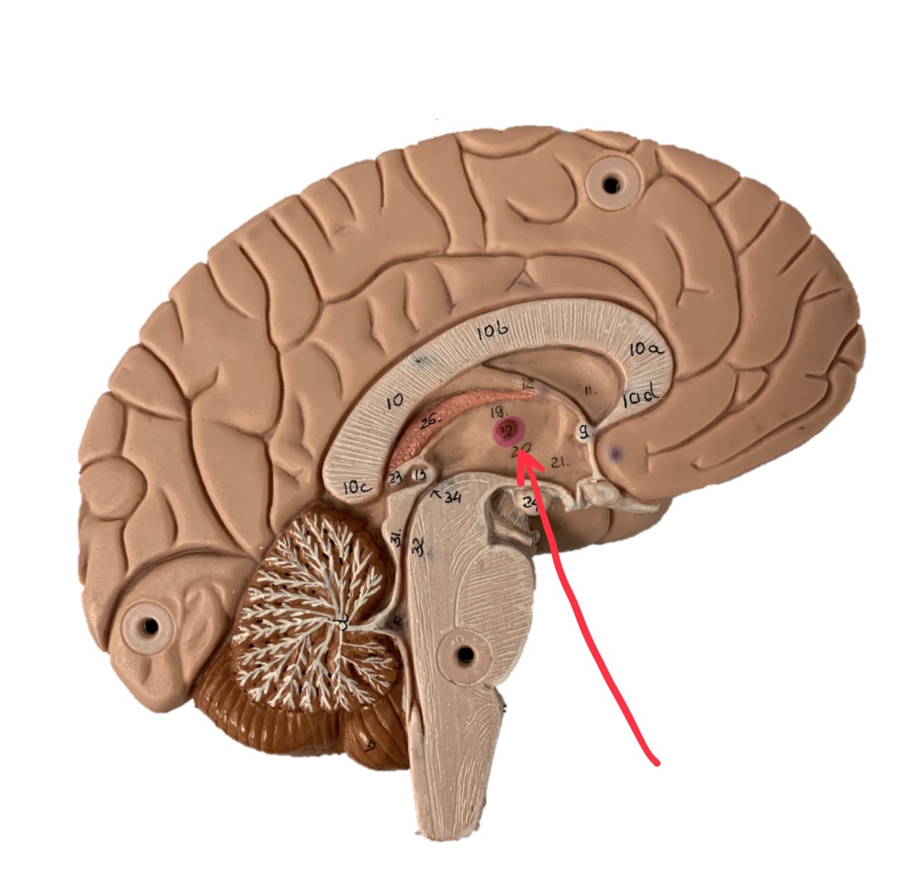 knowt flashcard image