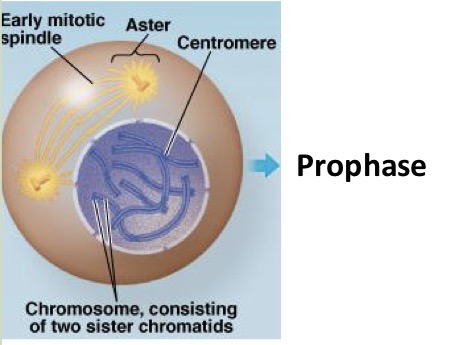 <ul><li><p>chromatin fibers condense</p></li><li><p>Mitotic spindle begins to form</p></li><li><p>Centrosomes begin to move away from each other</p></li></ul><p></p>