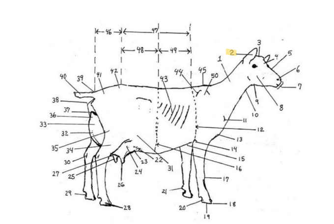 knowt flashcard image
