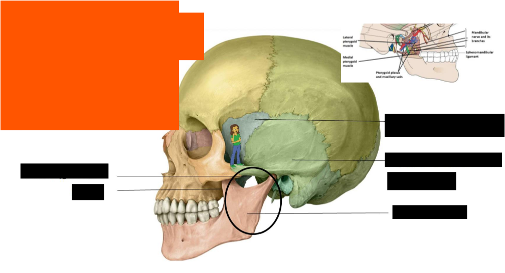 <p>Label the structures in the infratemporal fossa </p>