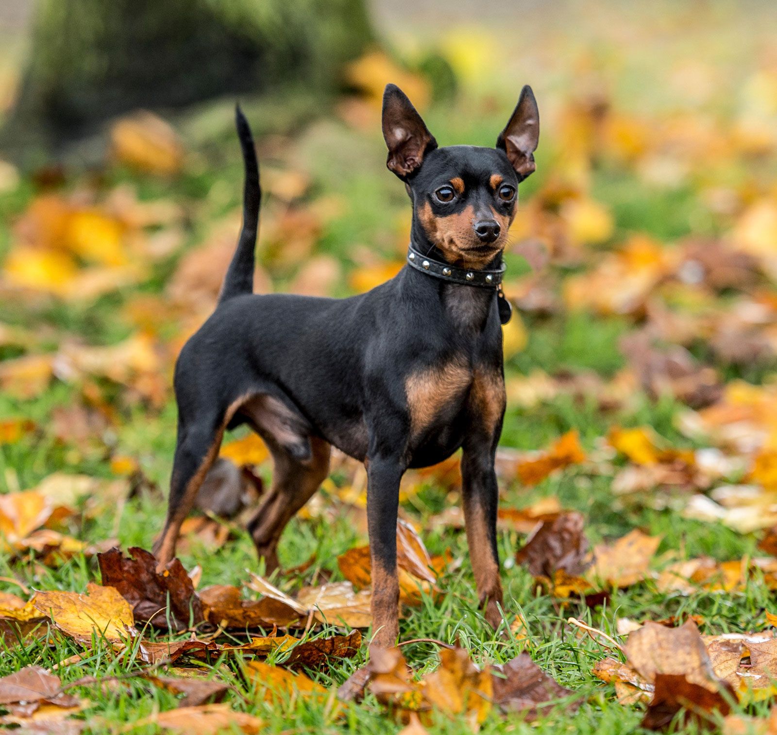 <p>Minature Pinscher</p>