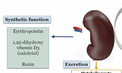 <p>erythopoietin</p><p></p><p>1-25 dihydroxy vitamin D3 (calcitriol)</p><p></p><p>renin</p><p></p><p>4-evr</p>