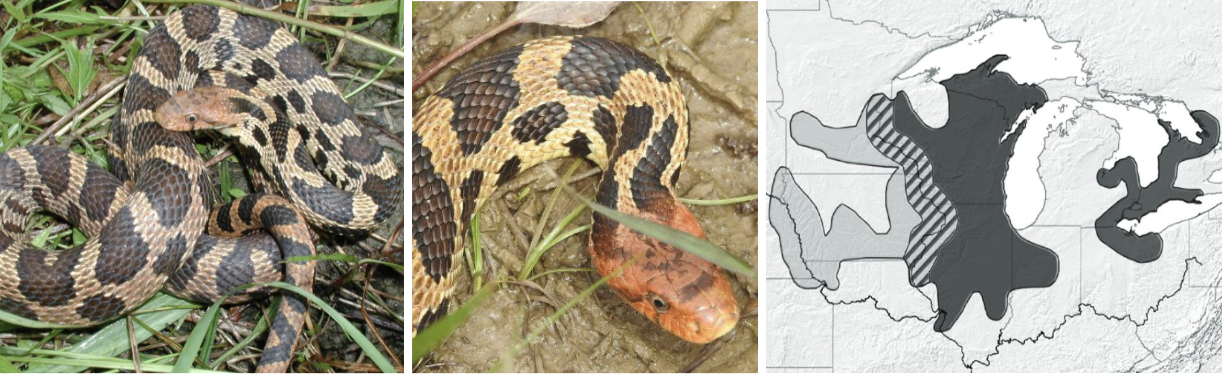 <ul><li><p><span style="background-color: transparent;"><strong>Habitat:</strong> </span><span>marshes, sedge meadows, prairies and old fields</span></p></li><li><p><span style="background-color: transparent;"><strong>Diet:</strong> </span><span>rodents, birds</span></p></li><li><p><span style="background-color: transparent;"><strong>Characteristics:</strong> medium to large, yellow to light brown body with large dark chocolate/black dorsal blotches and a yellowish black-checkered belly, stark contrast between spots and background, </span><span>foxy orange coloration on head (most vibrant) and tail</span></p></li></ul><p></p>