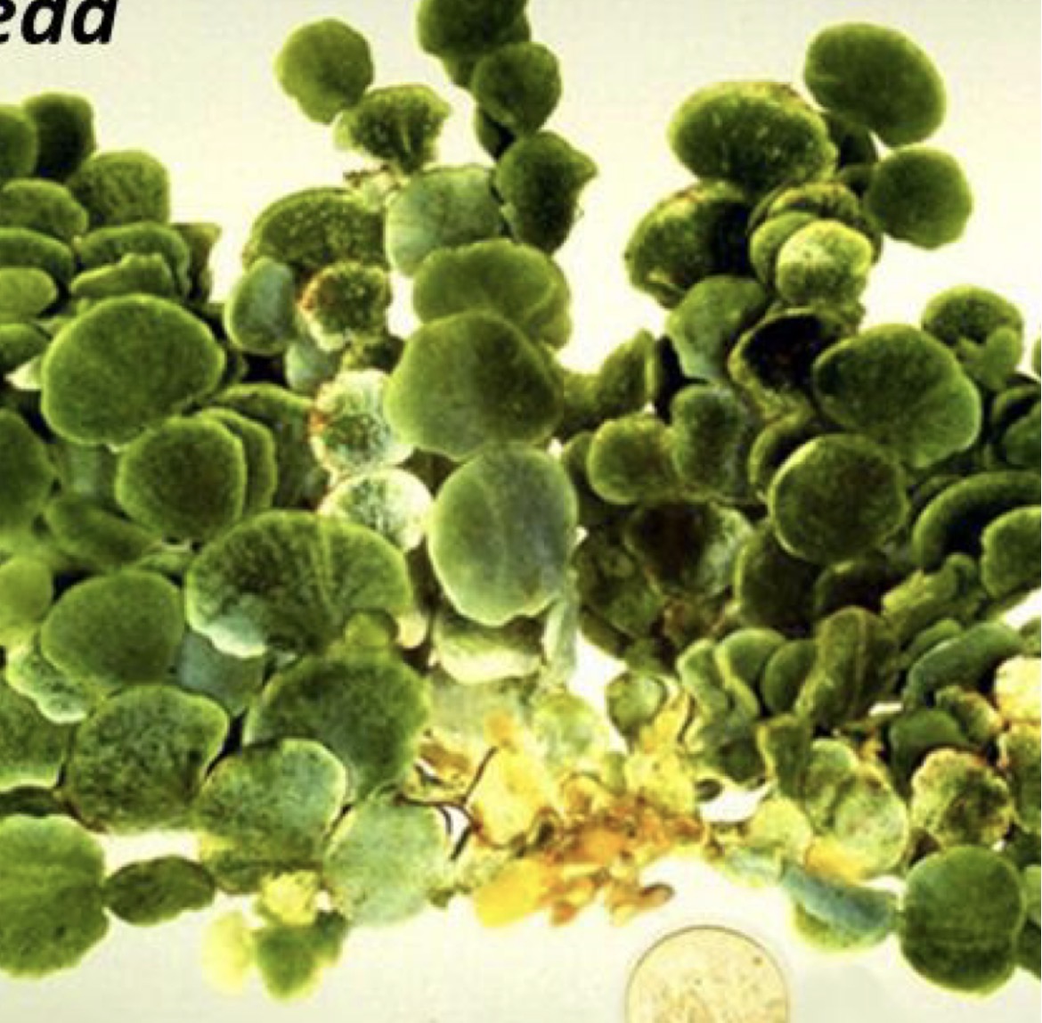 <p>Deblo razred red rod</p>