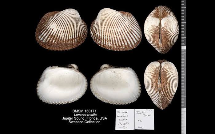 <p>What is the common name and scientific name of this organism </p>