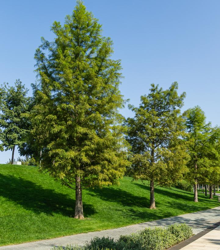 <p><em>Taxodium distichum</em></p>