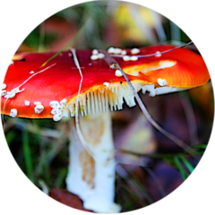 <p>organism that breaks down and obtains energy from dead organic matter</p>