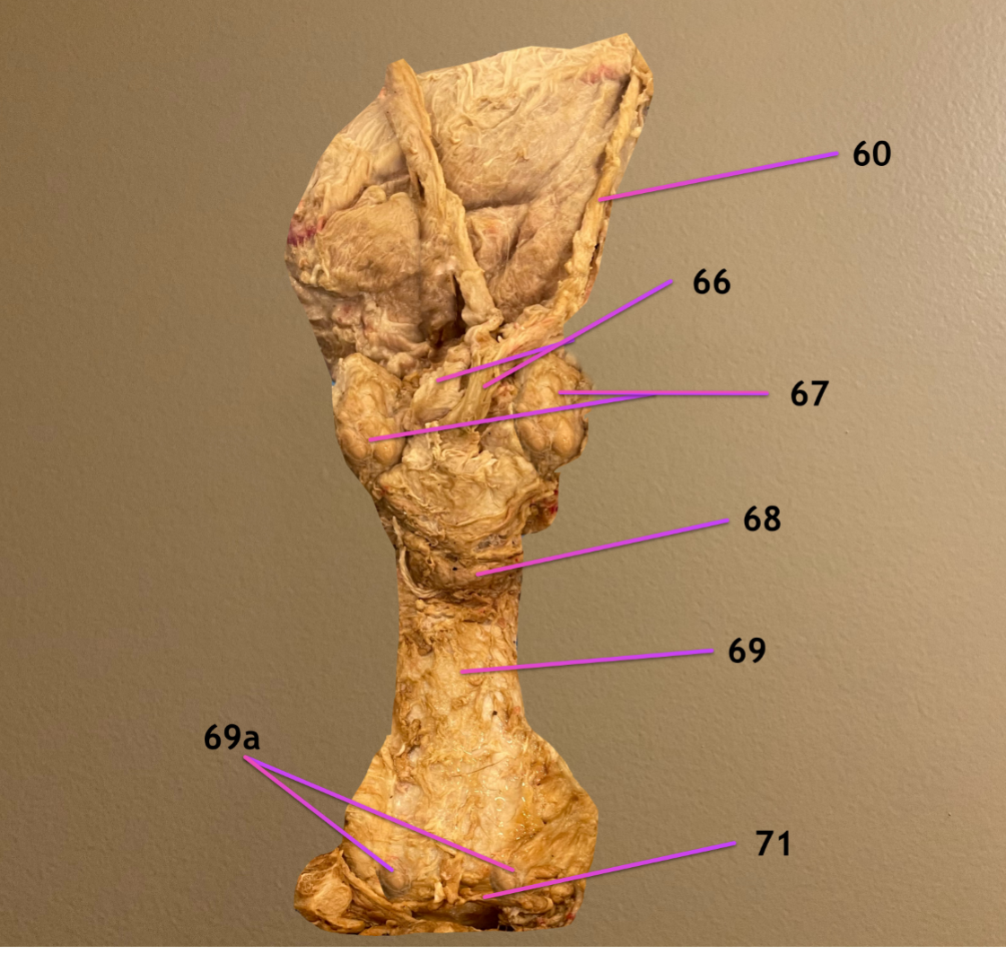 <p>view of bull accessory glands</p><p>.</p><p>label 60, 66, 67</p>