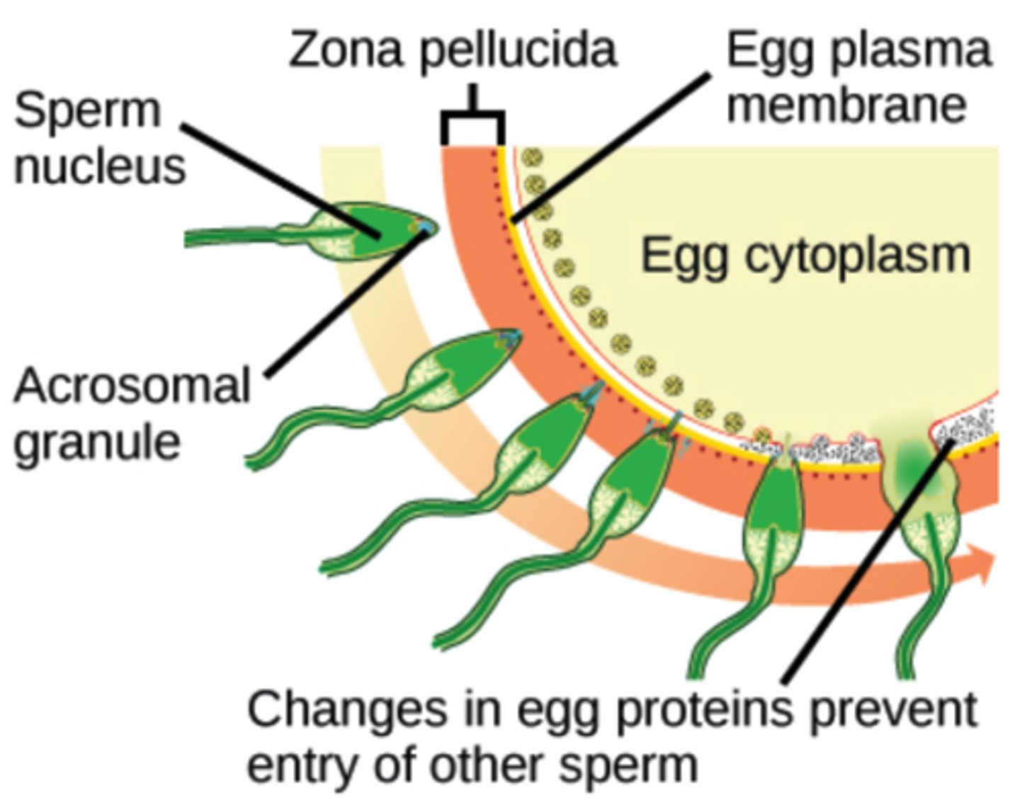 <p>1. depolarization causes</p><p>the release of intracellular calcium</p><p>2. cortical granules beneath</p><p>oocyte membrane release</p><p>contents outward</p><p>3. ZP3 receptors inactivate</p>
