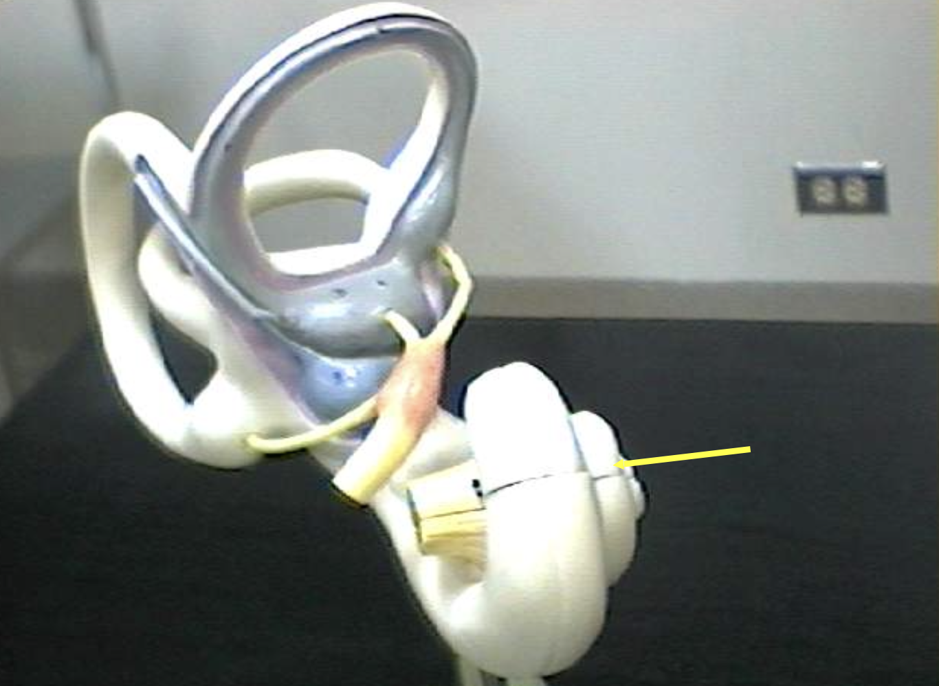 <p>Identify the inner ear parts from another view.</p>