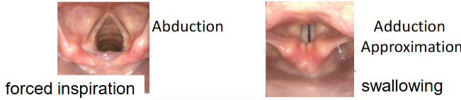 <p><span>The vocal folds are opened (abducted) and closed (adducted) by movements at the cricoarytenoid joints</span></p>