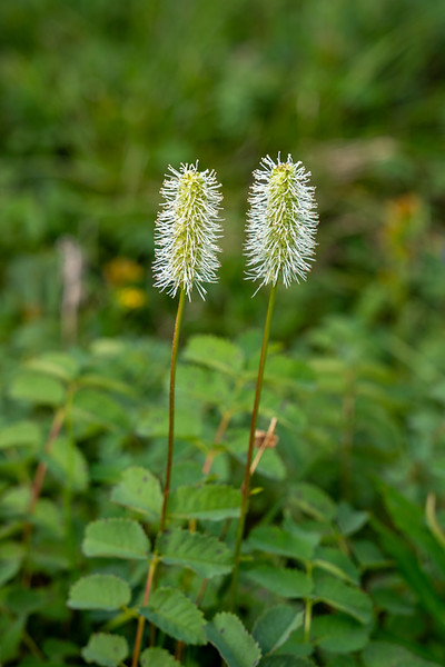 <ul><li><p>Large toothed leaflets</p></li><li><p>Tall hollow stems</p></li><li><p>Dense pink flower spikes in summer</p></li><li><p>Wet meadow perennial</p></li><li><p>Streambanks & marshy areas</p></li></ul><p></p>