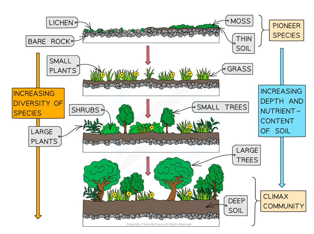 <ol><li><p>Begins with pioneer species (e.g. lichen) that can survive harsh conditions (little water & nutrients) to form a thin layer of soil</p></li><li><p>Mosses & small plants grow, increasing the soil depth, nutrient & water content</p></li><li><p>Over time, larger plants establish themselves, further changing the environment</p></li><li><p>Each new species alters the environment, making it less suitable for the previous species, leading to out-competition</p></li><li><p>This ongoing change increases biodiversity & leads to a less hostile environment</p></li><li><p>The final, stable stage is called the climax community (typically dominated by trees)</p></li></ol><p></p>