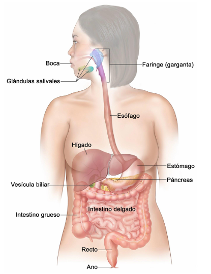 <ul><li><p><span>Tránsito de los alimentos a través de todo el tubo digestivo.</span></p></li><li><p><span>Secreción de los jugos digestivos y la digestión de los alimentos.</span></p></li><li><p><span>Absorción de los productos digeridos, el agua, electrolitos y vitaminas.</span></p></li><li><p><span>Segregamos una serie de jugos digestivos y con ellos haremos la digestión de los nutrientes, y una vez ya tenemos todo preparado (bolo alimenticio) ya lo tenemos a punto para presentarlo a la mucosa intestinal y poderlo absorber.</span></p></li><li><p><span>El objetivo final de la secreción, digestión y absorción es que llegue a los sitios que toca, y que todo lo que no necesitemos lo podamos excretar.</span></p></li><li><p><span>Circulación de la sangre por las diferentes vísceras para transportar las sustancias absorbidas.</span></p></li><li><p><span>Control de estas funciones por los sistemas locales, nervioso y hormonal.</span></p></li></ul><p></p>