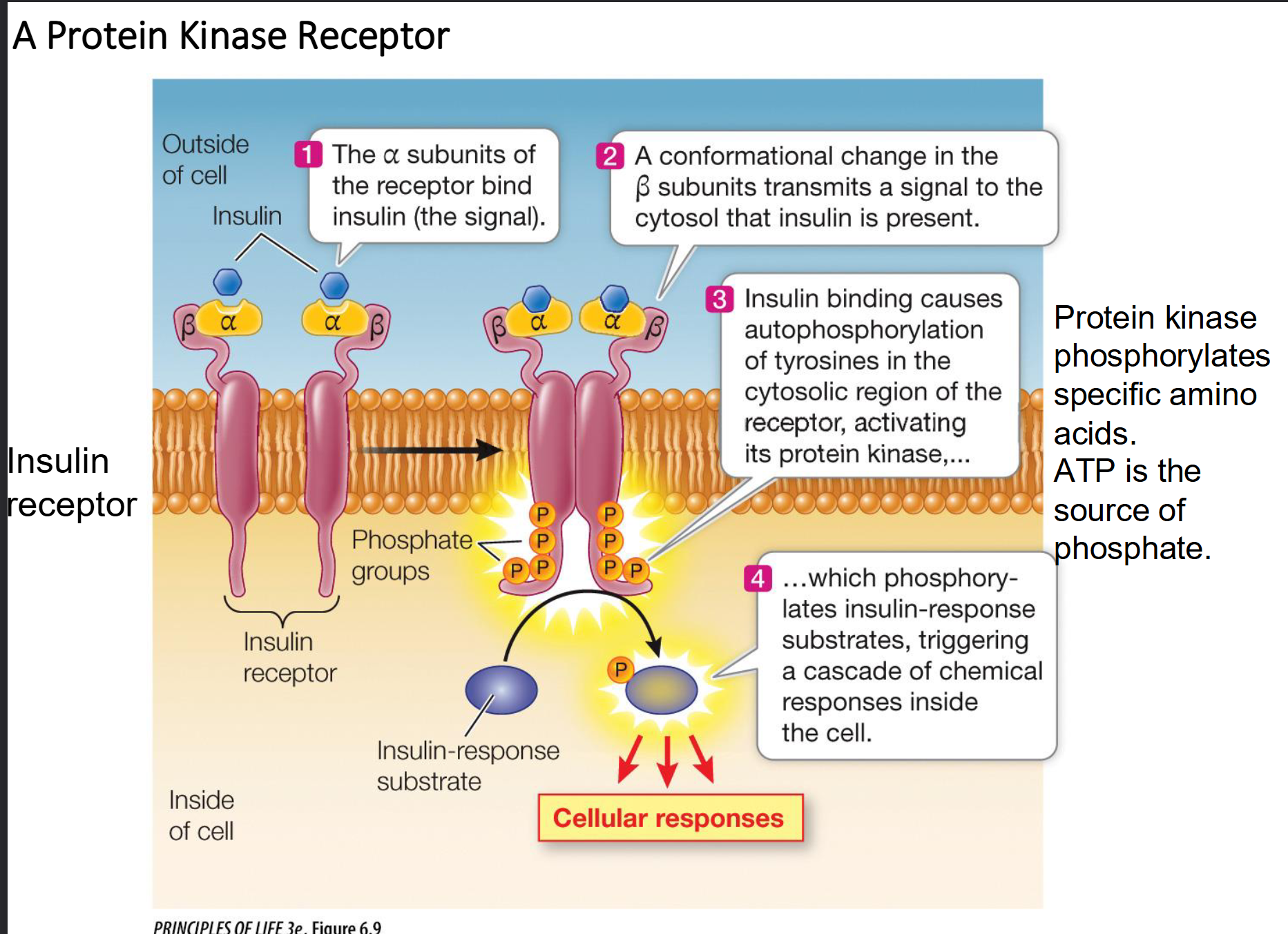 <p>The insulin receptor is a <strong>dimer</strong>, meaning it consists of two identical halves.</p><ul><li><p><strong>Reception:</strong> Insulin binds to the <span><strong>alpha </strong></span><strong>subunits</strong> (the parts outside the cell).</p></li><li><p><strong>Activation:</strong> This causes a conformational change that is transmitted to the <span><strong>beta </strong></span><strong>subunits</strong> (the parts inside the cytoplasm).</p></li><li><p><strong>Transduction:</strong> The <span>beta</span> subunits perform autophosphorylation. This "turns on" the receptor, allowing it to phosphorylate other proteins called <strong>Insulin Response Substrates (IRS)</strong>.</p></li><li><p><strong>Response:</strong> These IRS proteins trigger multiple pathways, such as:</p><ul><li><p>Moving glucose transporters to the cell membrane to let sugar in.</p></li><li><p>Starting glycogen synthesis (storing energy).</p></li><li><p>Altering gene expression for cell growth.</p></li></ul></li></ul><p></p>