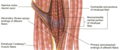 <p>primary found at non-contractile portions, secondary found at contractile ends</p>