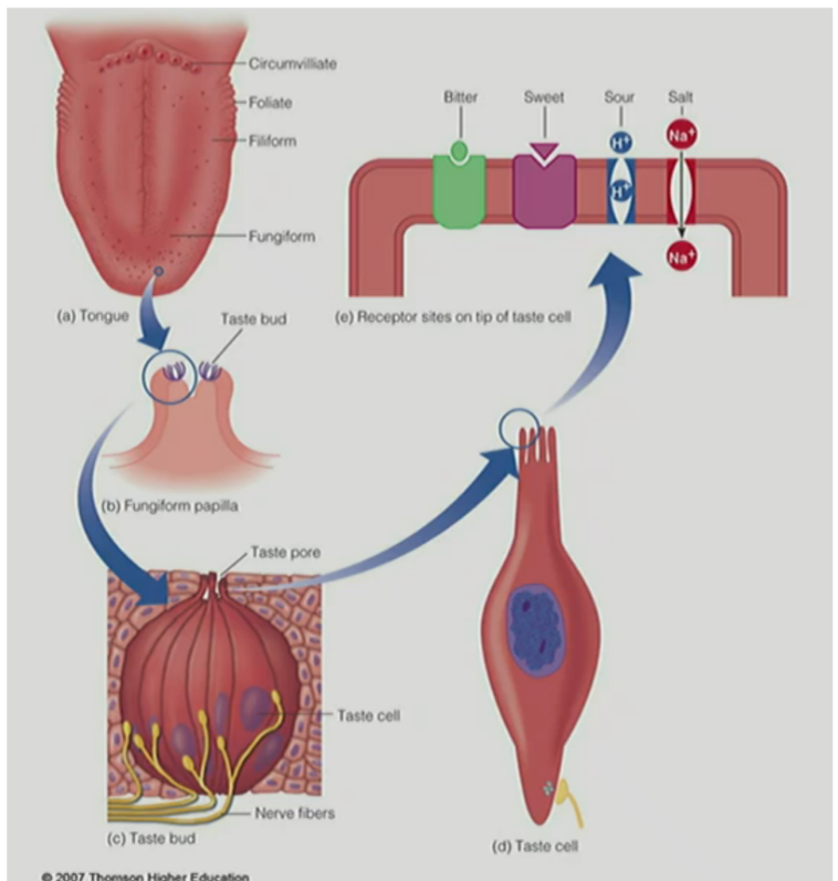 <p>taste buds are located <u>on the papillae, except for on filiform papillae</u> (contains no taste buds)</p><p>_</p><p>tongue has ~<u>10,000</u> taste buds, where each taste bud has <strong><u>taste cells</u></strong><u> w/ tips/</u><strong><u>microvilli </u></strong><u>that extend into the</u><strong><u> taste pore</u></strong></p><p>__</p><p>transduction occurs when <u><mark data-color="blue" style="background-color: blue; color: inherit;">chemicals</mark></u><mark data-color="blue" style="background-color: blue; color: inherit;"> contact the </mark><strong><mark data-color="blue" style="background-color: blue; color: inherit;">receptor site on </mark></strong><u><mark data-color="blue" style="background-color: blue; color: inherit;">tips/microvilli</mark></u> <strong>of</strong> <u>taste cells</u><strong> in the </strong><u>taste buds</u><strong> on the </strong><u>tongue</u></p>