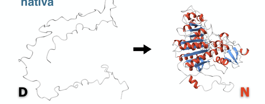 <ul><li><p><span>Es el proceso de <strong>adquisición de la estructura funcional de las proteínas (estructura nativa, N)</strong> a partir del estado desnaturalizado/desplegado (D)</span></p></li><li><p><span>Consiste en una serie de <strong>sucesos dinámicos</strong> mediante los cuales una cadena polipeptídica con estructura desordenada o indefinida adquiere una arquitectura tridimensional precisa organizada en <strong>motivos y dominios estructurales</strong></span></p></li><li><p><span>Su importancia biológica esencial radica en que <strong>le aporta la funcionalidad</strong> a la proteína</span></p></li></ul><p></p>