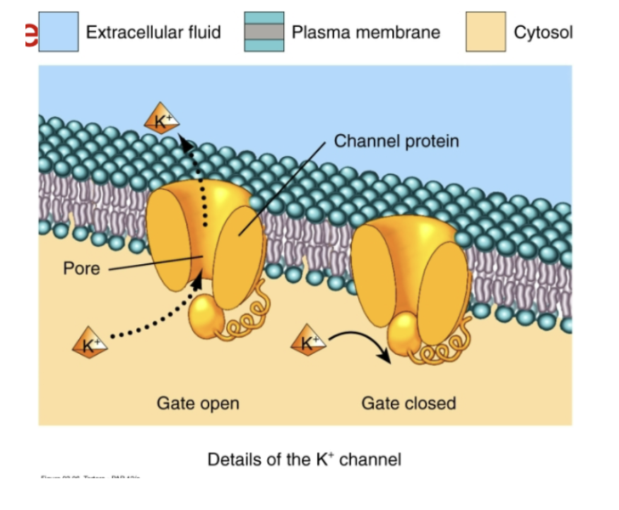 <p>transport of ions (K+, Cl-, Na+, Ca++)</p><p>integral transmembrane proteins function as ion channels</p><p>passive, down a concentration gradient</p><p>the channel can have a gate; opens/closes in response to chemical or electrical changes inside/outside the cell</p><p>ex: diffusion of potassium ions through gated K+ channel</p>