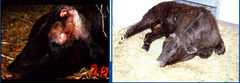 <p>This cow was depressed with a fever, had hyperesthesia (slight tactile stimulation caused sudden extension in limbs), seizures, blindness. CSF showed neutrophilic pleocytosis and the pandy test to show globulins in the CSF was strongly positive. Thoughts?</p>