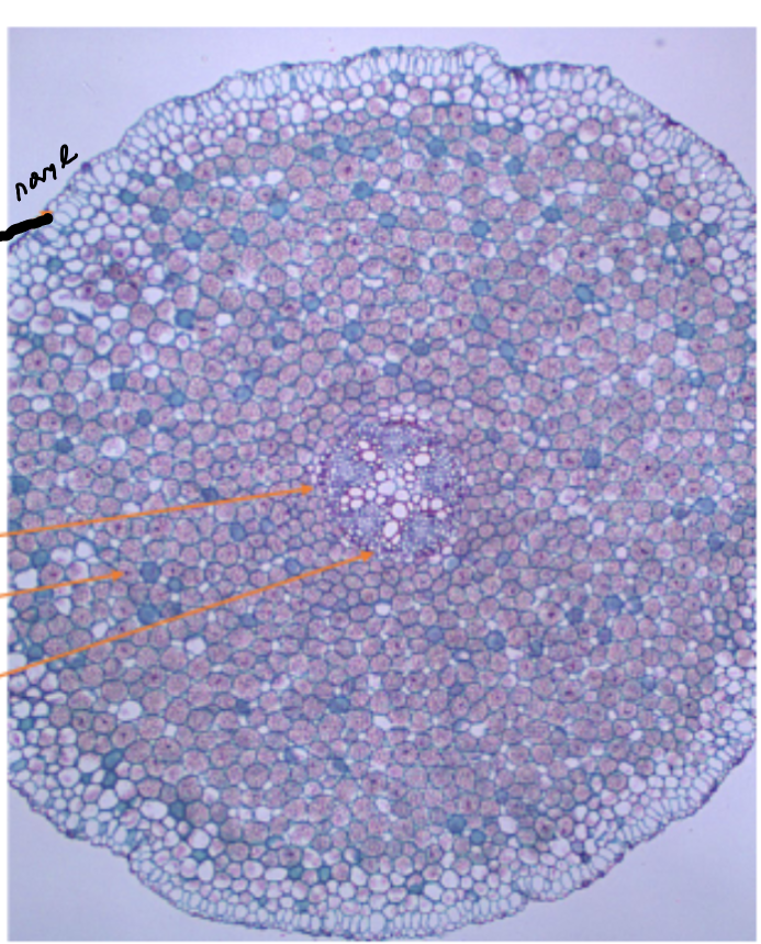 <ol><li><p>Name this part</p></li></ol><p></p>