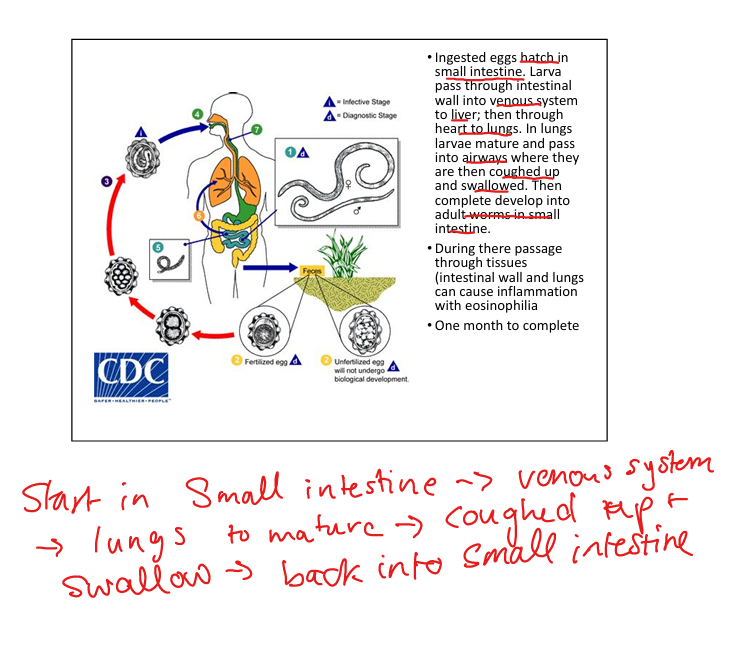 knowt flashcard image