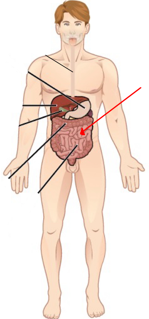 <p>Identify the organ the red arrow it pointing to.</p>